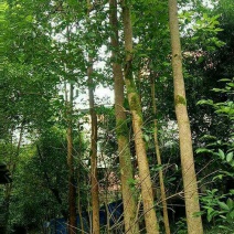 重阳木5~8m，三叶树，，，，，，
