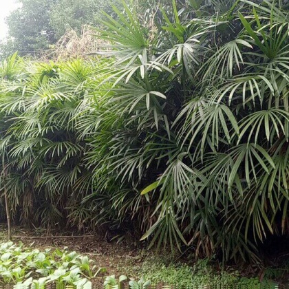 贵州黔南细叶棕竹产地货源批发价格行情