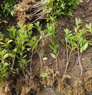 春鹃苗杜鹃小苗春娟绿化色块苗各种绿化苗木基地直供