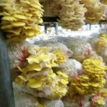 鸡油菌