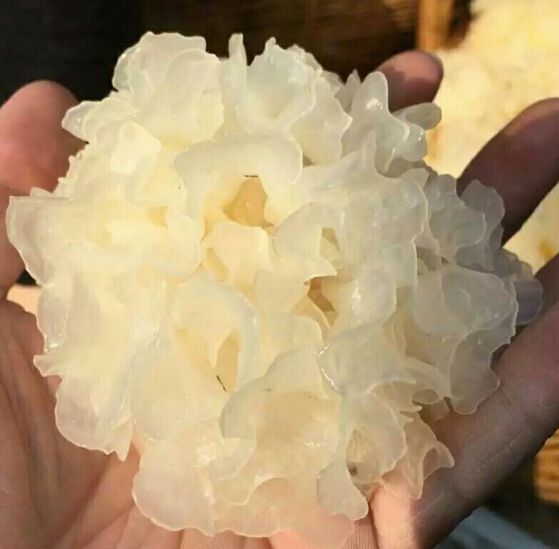 展示一朵完整的干椴木银耳与充分泡发后的银耳对比,泡发后的银耳体积膨胀5-6倍,呈半透明状,质地柔软富有弹性,背景为白色陶瓷碗,光线柔和 泡发前后对比图