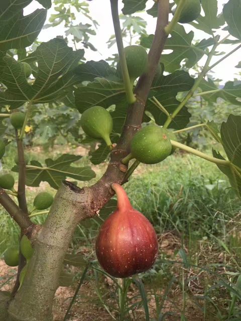 波姬红无花果5060g