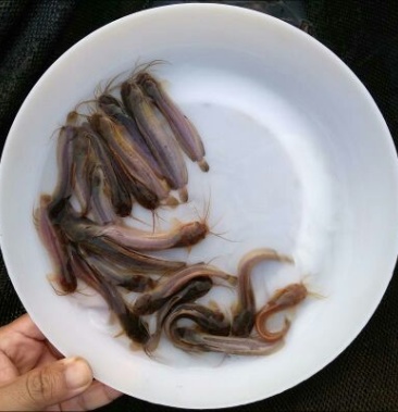 胡子鲶苗本地塘虱塘角鱼