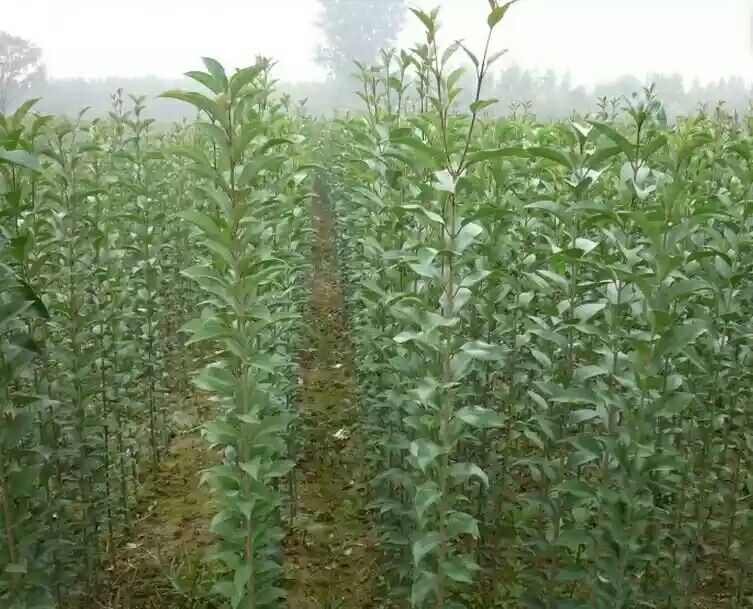 一排排高大的大叶女贞树木形成林带,树冠浓密葱郁,阳光透过树叶洒下斑驳光影,地面铺设灌溉管道,展现出高标准生态苗圃的景观效果 大叶女贞成熟树木林