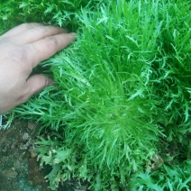 苦菊10~12cm