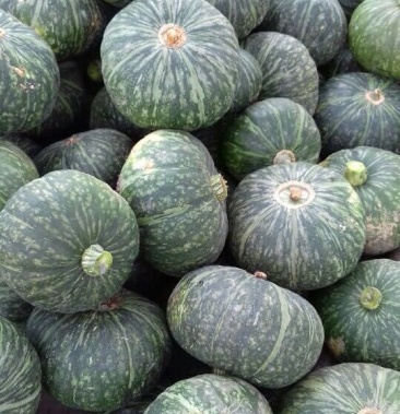 [南瓜批发]日本南瓜 2~3斤以上 扁圆形价格1.60元/斤 - 一亩田