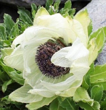 [天山雪莲批发]雪莲花 新疆天山天然野生雪莲,来自海拔高度3800的天山