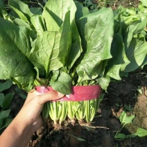 山东德州精品大叶菠菜黑叶菠菜提供各种包装