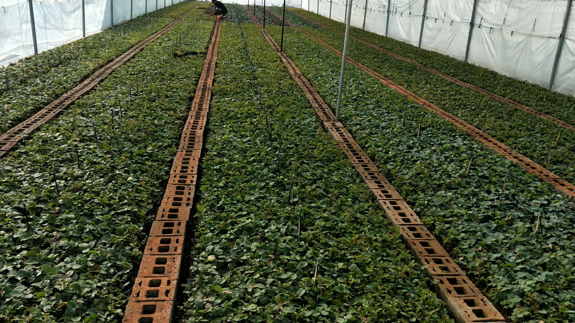 湖南大花月季种植基地