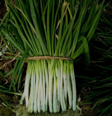 分葱大葱净葱2cm左右3040cm