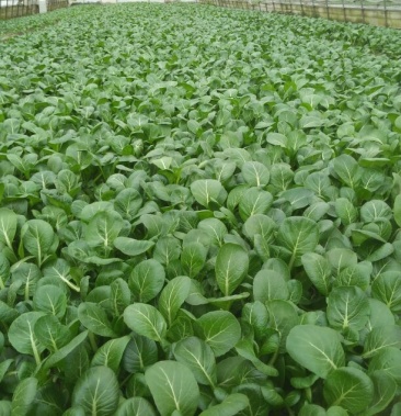 [油菜批发]青菜 10~15cm价格1.00元/斤 - 一亩田