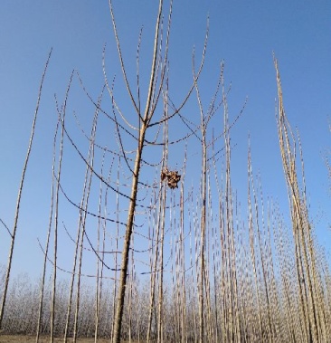 107杨树 山西107杨树苗