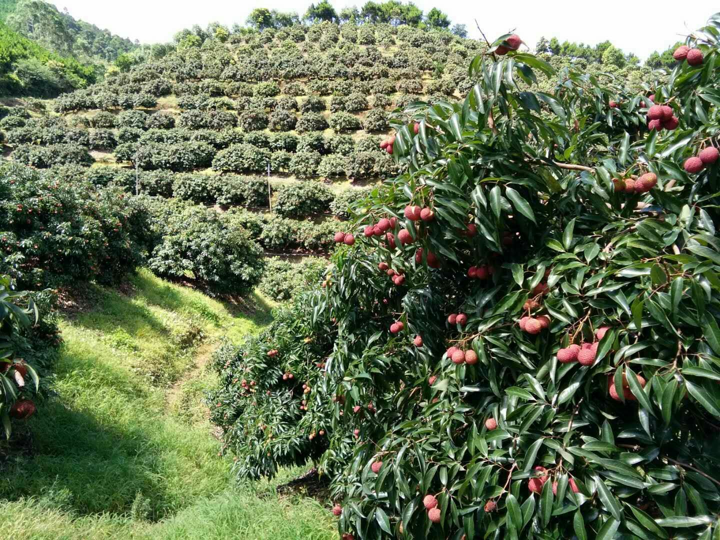 无核荔枝果园初果期实景：三年生树体高度约2.2米，树冠圆整；枝条挂满青绿色果实，果粒均匀紧凑；部分果串已转微红，果皮光滑无裂纹；地面覆盖防草布，行间种植豆科绿肥，生态管理特征明显