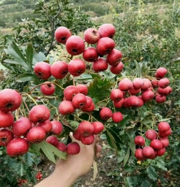 [甜紅子山楂苗批發]甜紅子山楂苗 優質苗木 產地直銷 保溼發貨價格2.