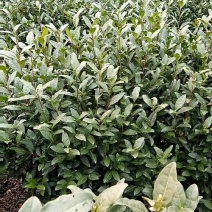 茶叶一级欢迎广大客商批发散卖