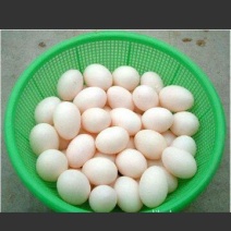 鸽子蛋食用