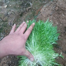 苦菊10~12cm
