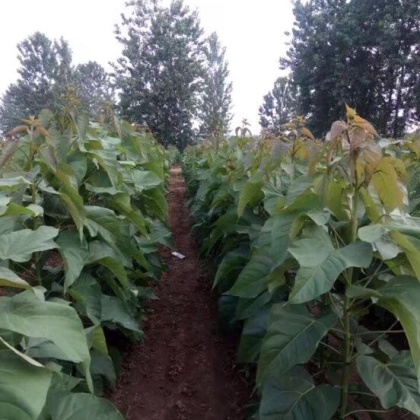 安徽楸树价格行情走势 - 一亩田