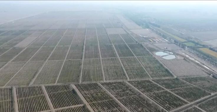 红地球葡萄种植园航拍图