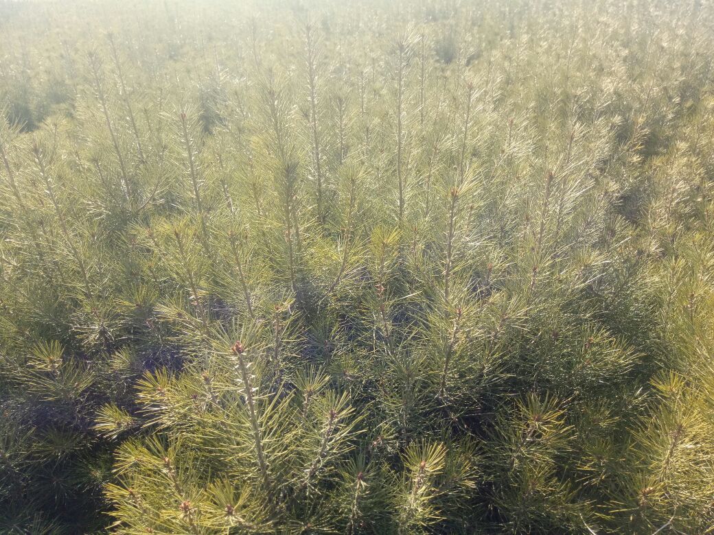 白皮松幼苗在庭院一角静静生长,阳光洒落,展现生机勃勃的景象 白皮松幼苗在庭院中生长的场景
