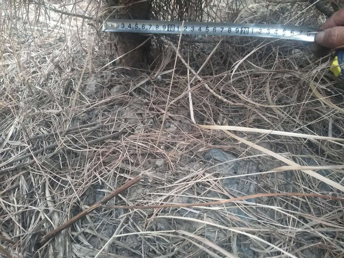 工人正在测量并切割一根刚采伐的油松杆子