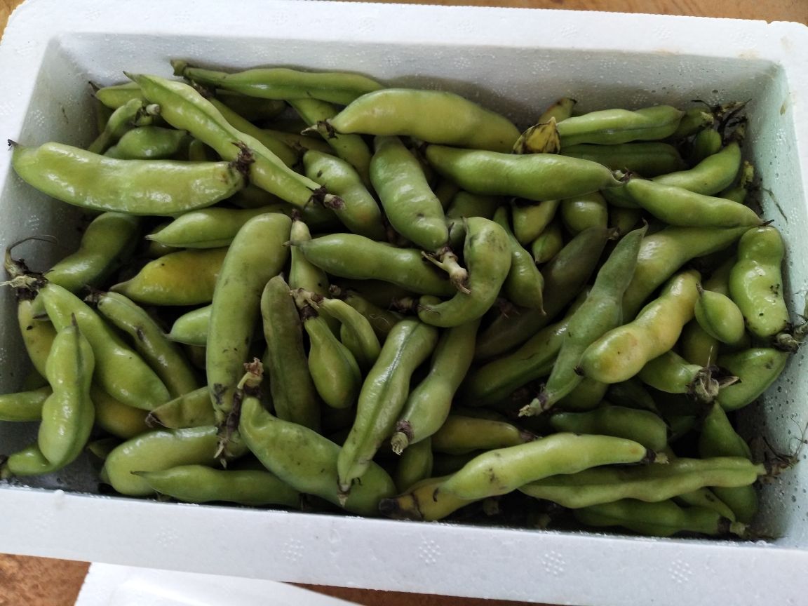 一位母亲正在厨房用不锈钢锅炖煮一锅绿色蚕豆,旁边摆放着新鲜蚕豆荚和调料,体现家常健康饮食氛围 家庭烹饪蚕豆场景