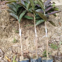西瓜番石榴苗50~80cm
