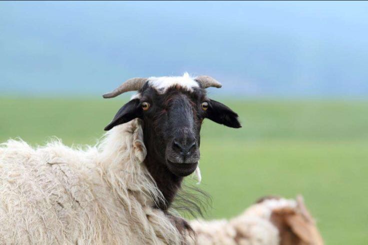 [羊毛批发]羊毛 ,新疆本地绵羊粗毛,纯种黑头羊羊毛价格5.