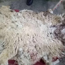 羊毛，新疆本地绵羊粗毛，纯种黑头羊羊毛