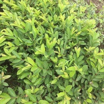 台湾珍珠番石榴苗50~80cm