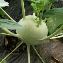 百万亩蔬菜种植区域直采市场欢迎您苤蓝