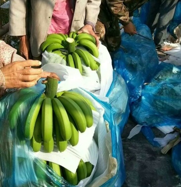 香蕉大量供应条蕉广西