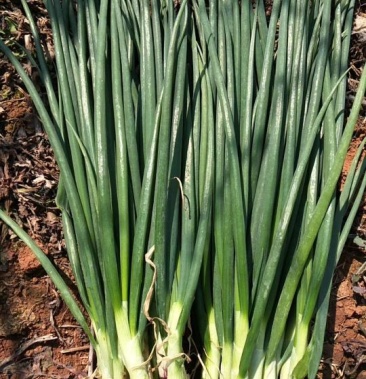 [小葱批发]黑葱 30~35cm价格2.00元/斤 - 一亩田