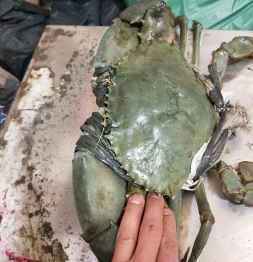 [锯缘青蟹批发]锯缘青蟹 食用 雄蟹价格118.00元/斤 - 一亩田