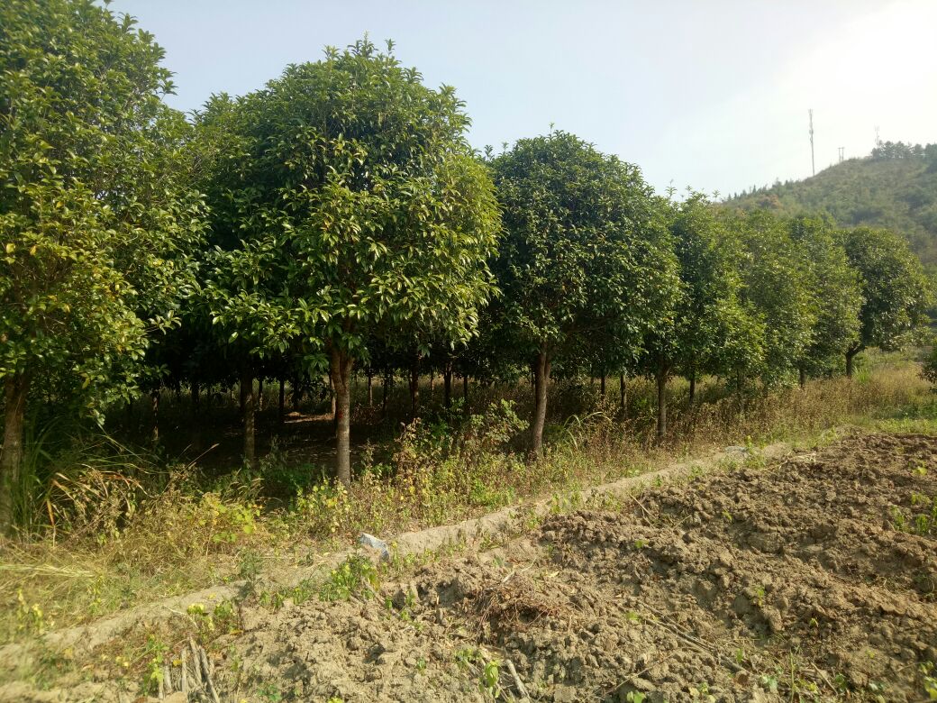 一片位于广西山区的八角人工林,树木高约5–8米,枝叶繁茂,地面覆盖落叶,农民正在林间查看土壤状况,远处可见挖掘后露出的部分八角根系,根部呈深色,缠绕于泥土之中 八角林种植基地实景