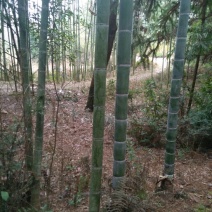 绿竹7~8m