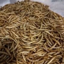 黄粉虫饲料