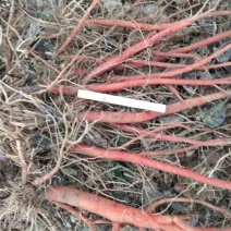 丹参苗，药用丹参苗，血参苗，基地直销