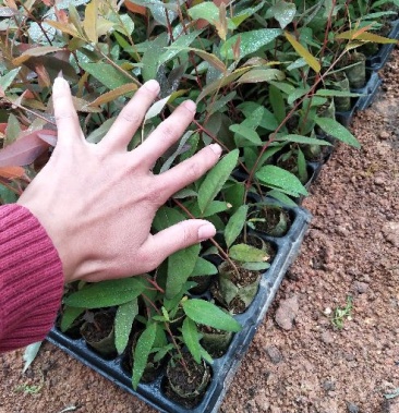 速生桉苗 包成活.30左右公分