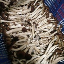 黄茶树菇12cm
