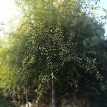 金叶榆10~12cm10~12cm2.5~3m