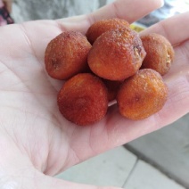 杏干