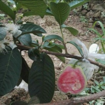 西瓜番石榴苗30~50cm