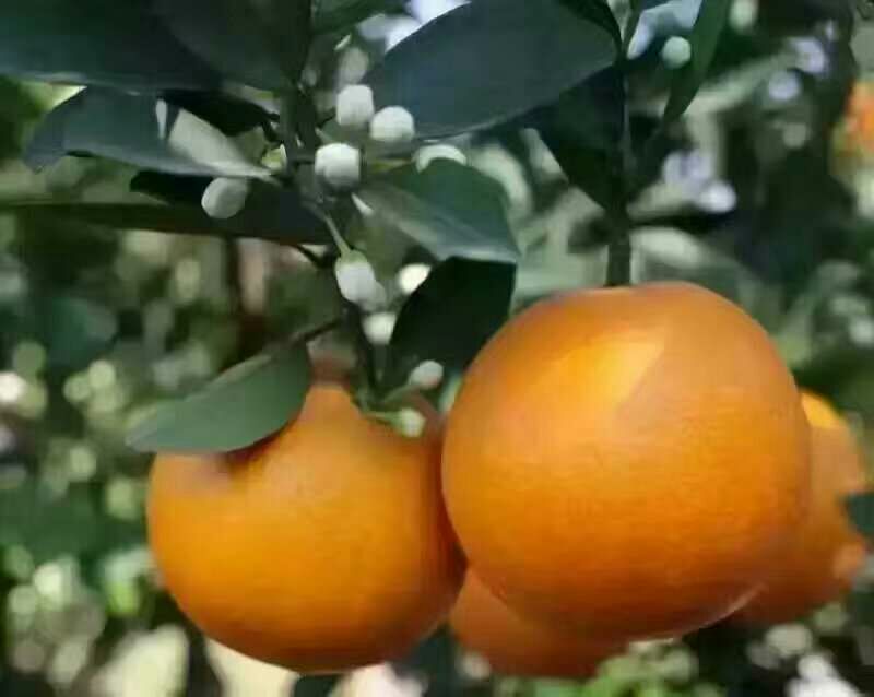 一颗成熟的夏橙被横向切开,露出饱满晶莹的橙色果肉,汁囊清晰可见,表面渗出丰富果汁,背景虚化呈现自然光线下的果园环境,突出果实的新鲜多汁感 夏橙切开特写展示多汁果肉