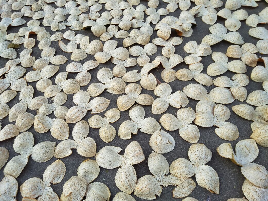 陈皮与黄瓜的食材对比图,展示两种食材的外观与结构 陈皮与黄瓜食材对比图