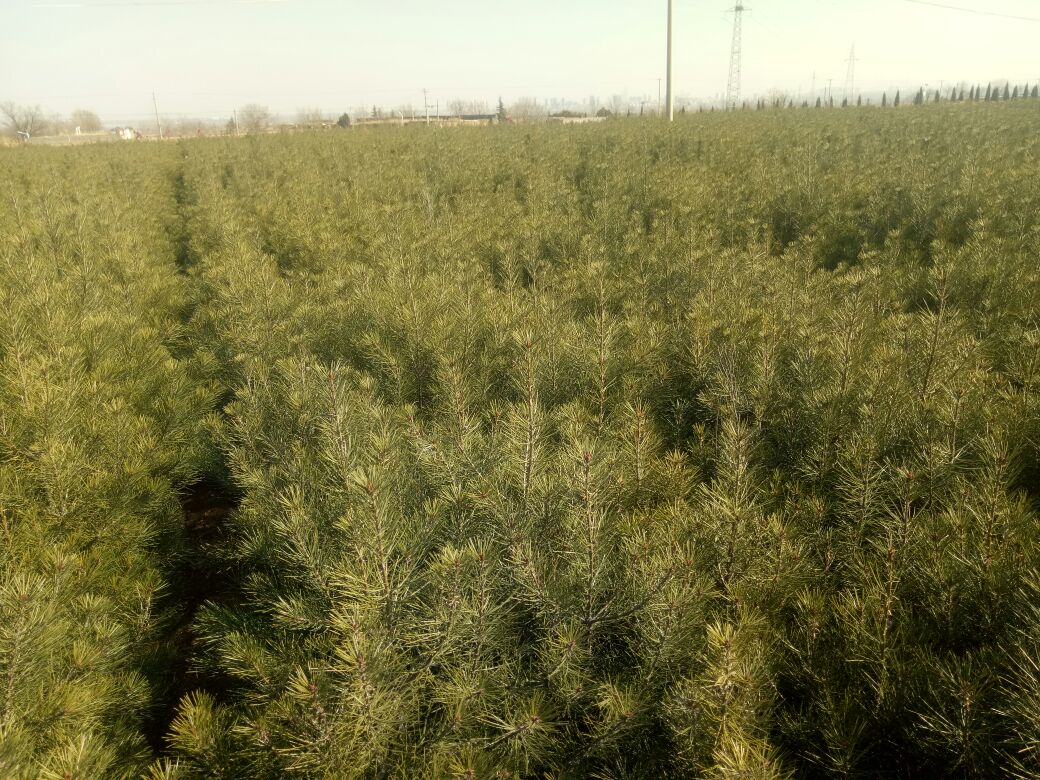 白皮松幼苗在苗圃中健康成长 白皮松幼苗在苗圃中健康成长