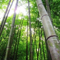绿竹15~16m
