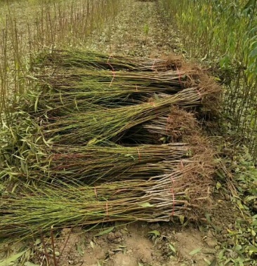 桃树苗 成品鲜苗,品种齐全,看地起苗,根系发达,基地直销