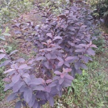 番石榴苗30~50cm