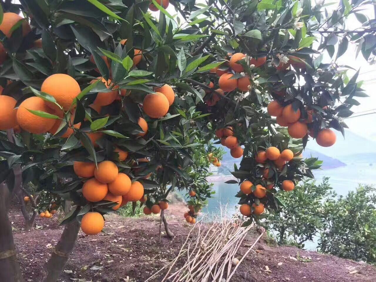 富硒脐橙果园中果实饱满,阳光洒落,呈现出自然健康的种植环境 富硒脐橙果园